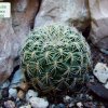 Sulcorebutia _mizquensis_ 01